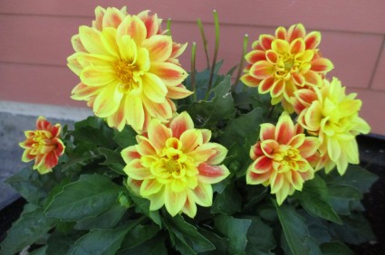 Willits Mini Storage